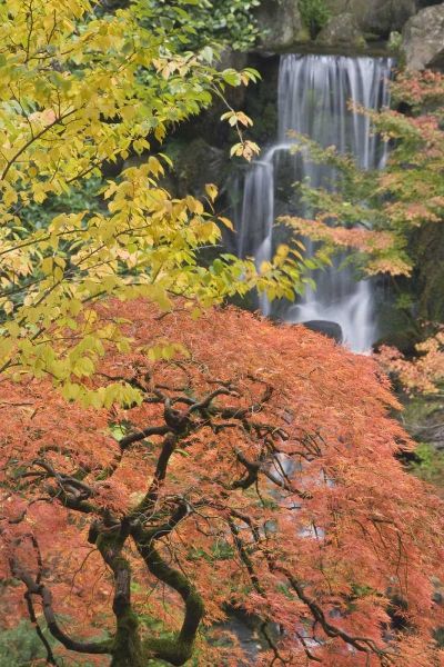 Paulson, Don 아티스트의 Oregon, Portland Japanese maple and waterfall작품입니다.